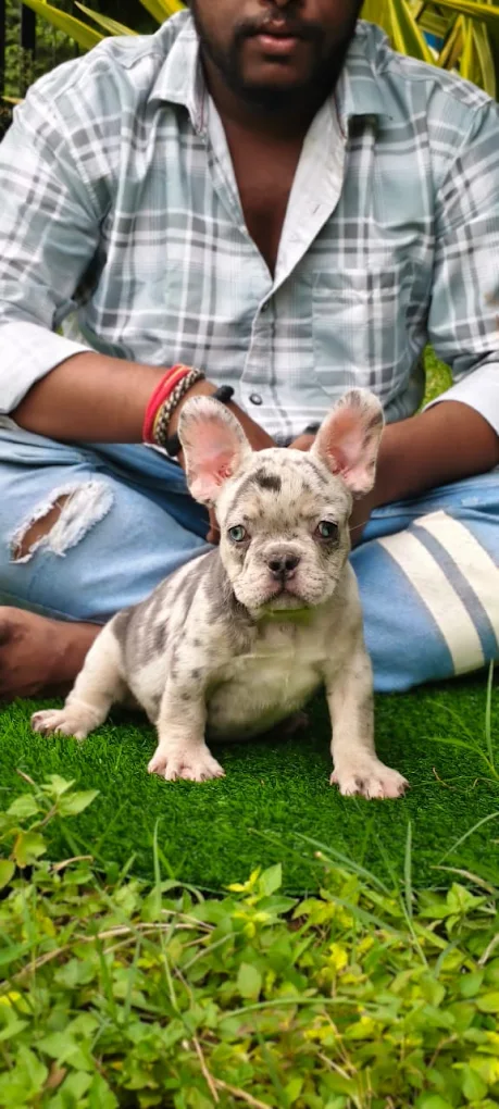Puppy