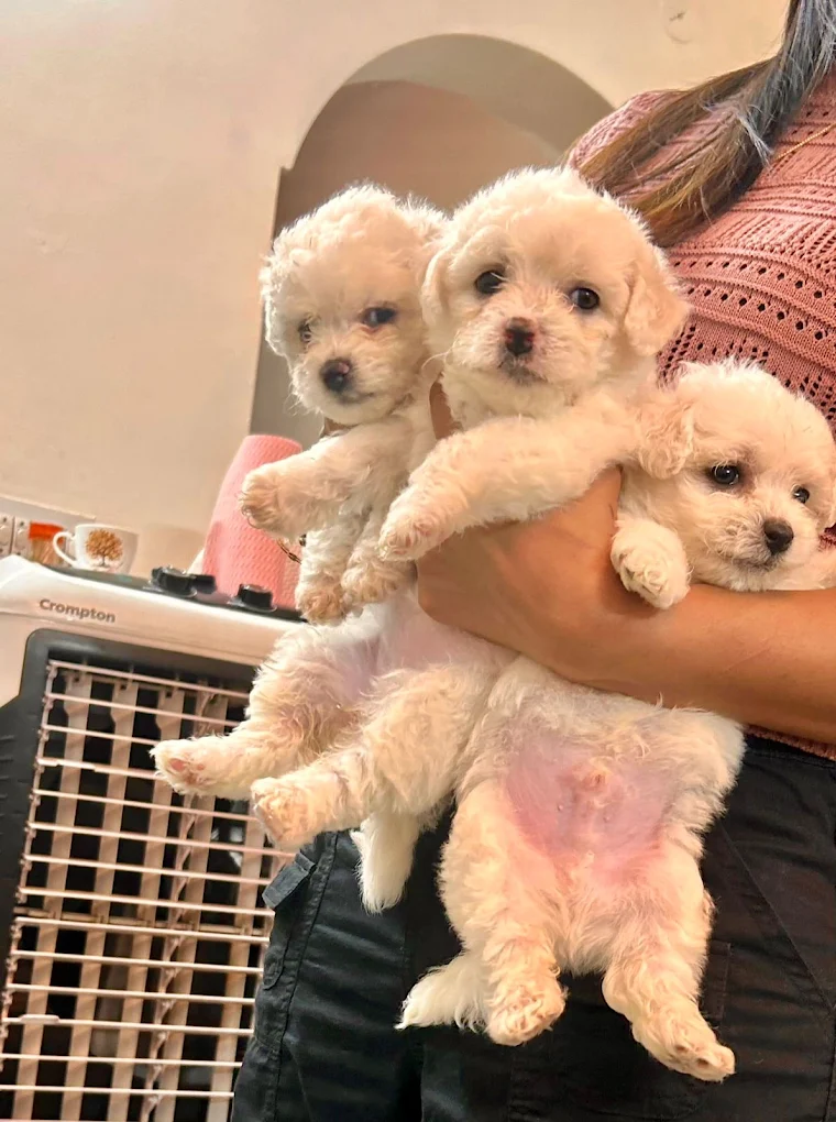 Puppy