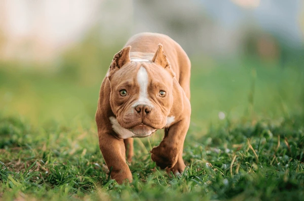 American Bully