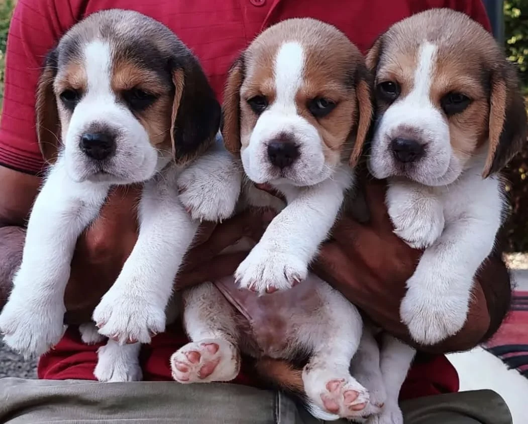 Beagle
