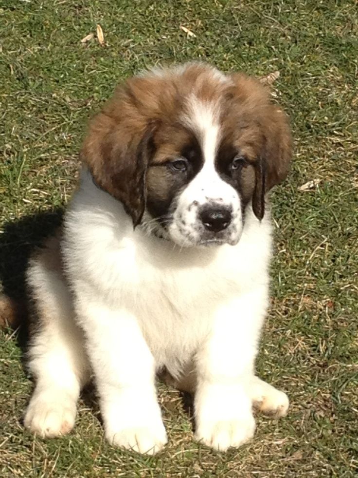 Saint Bernard