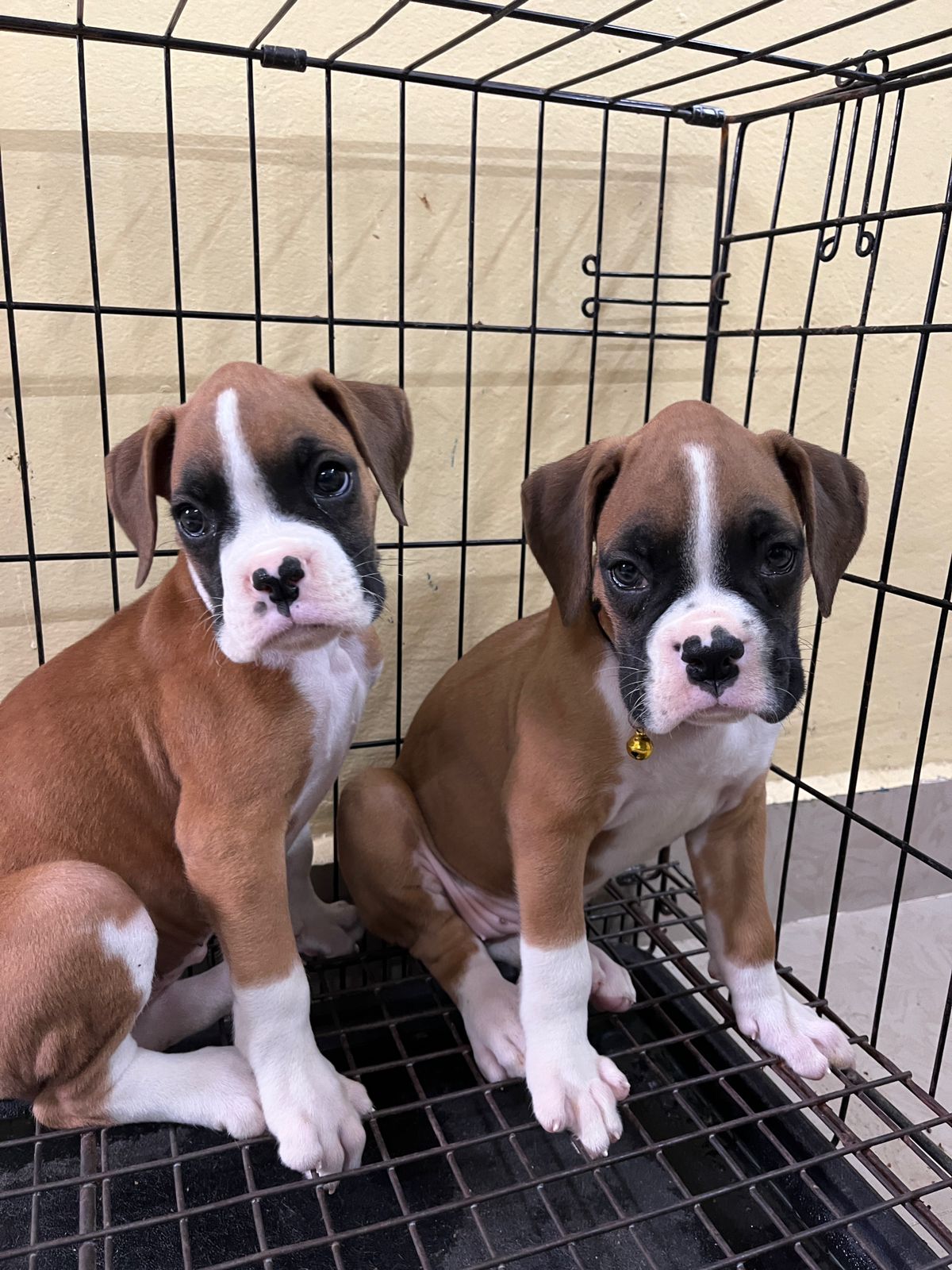 Boxer