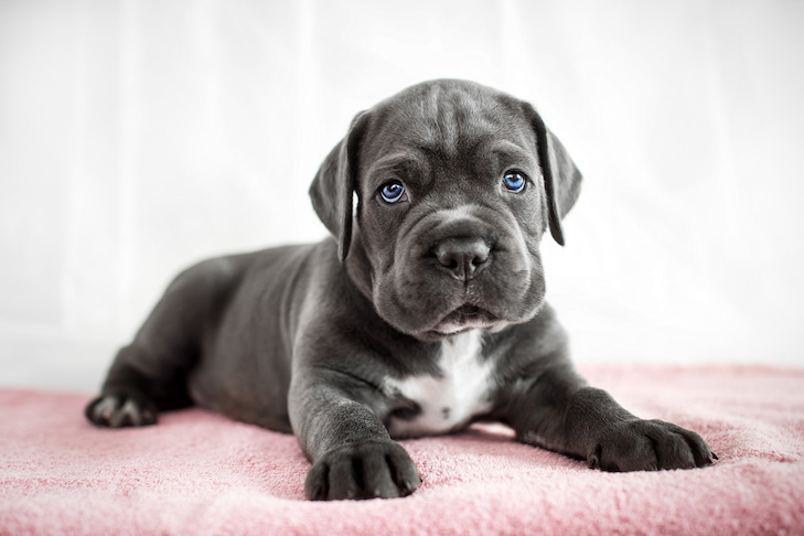 Cane Corso