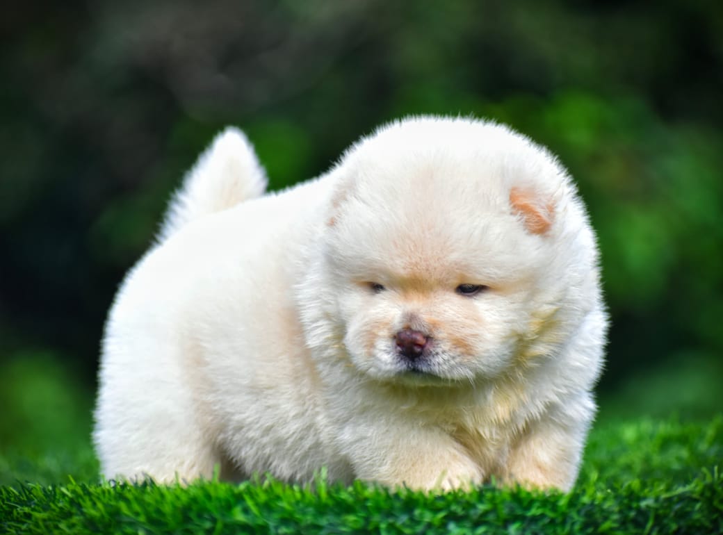 Chow Chow