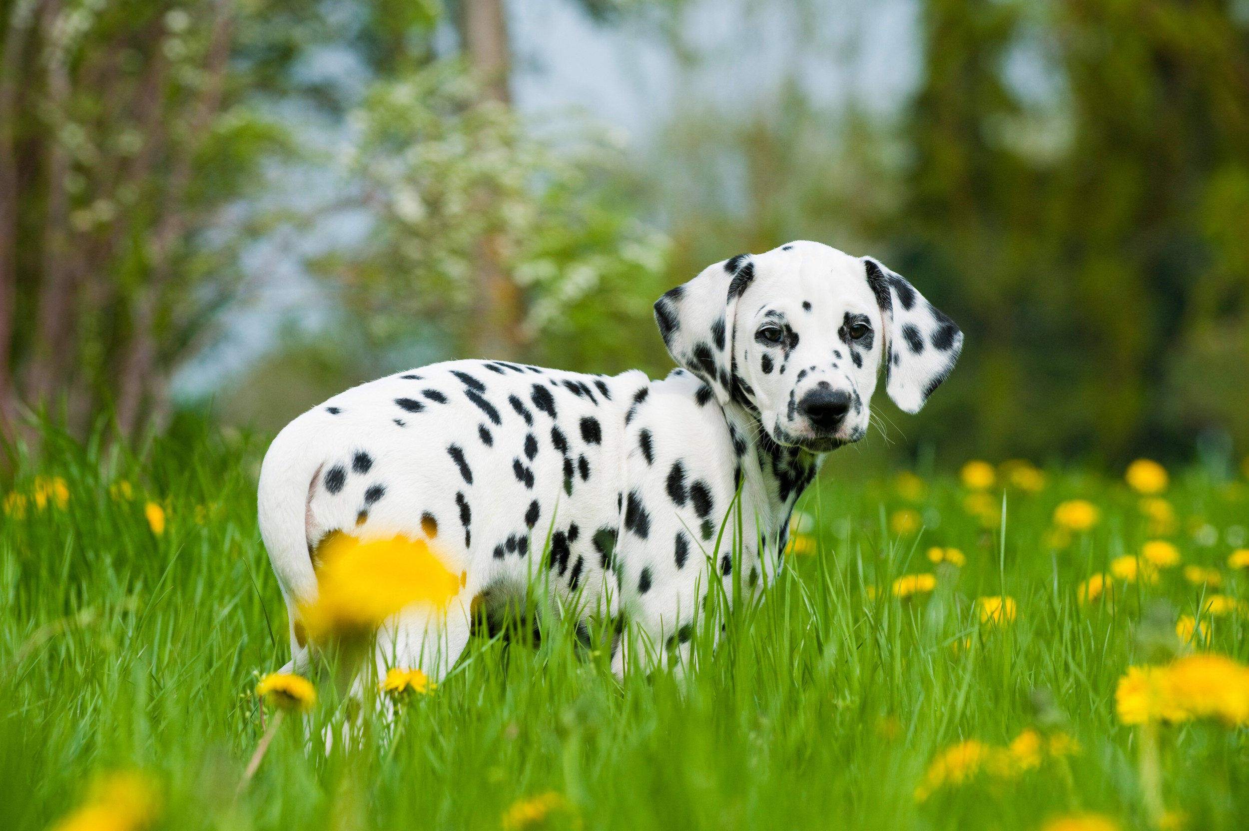 Dalmatian
