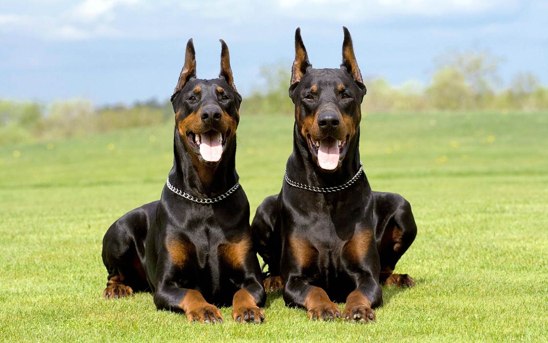 Doberman Pinscher
