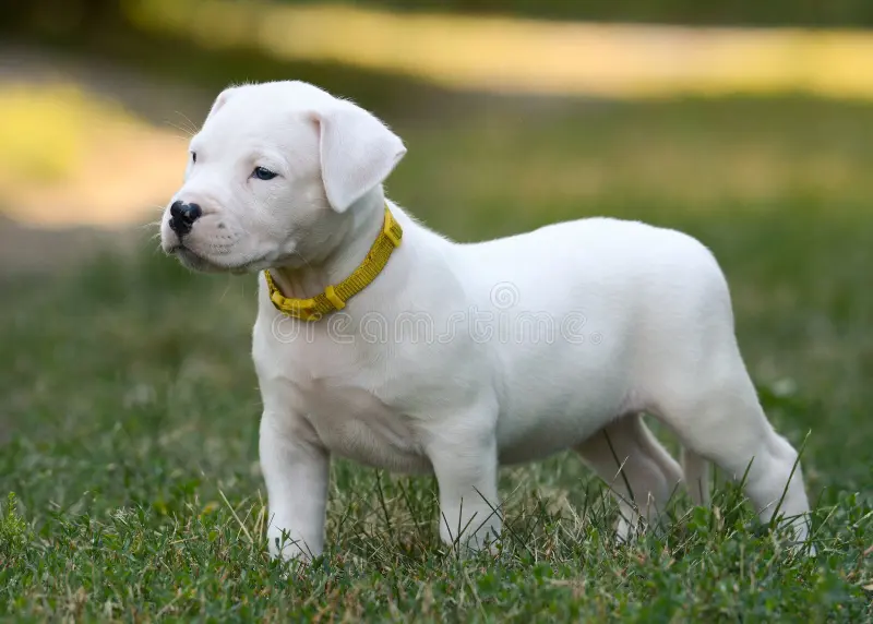 Dogo Argentino