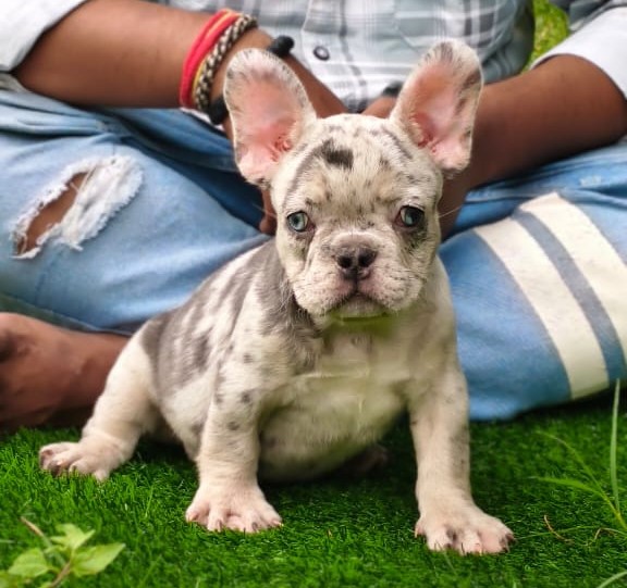 French Bulldog