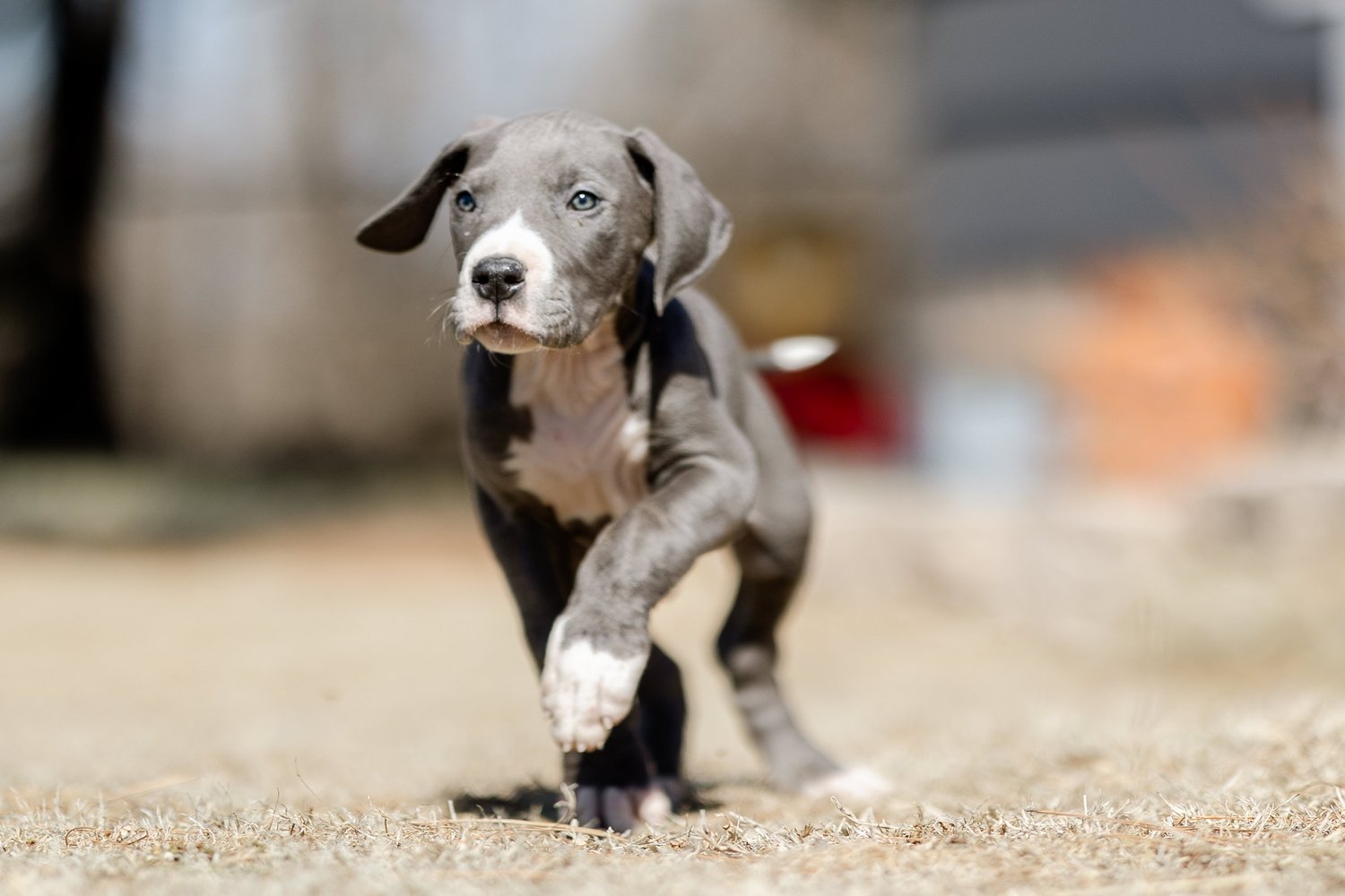Great Dane