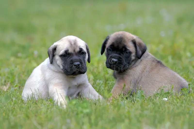 English Mastiff